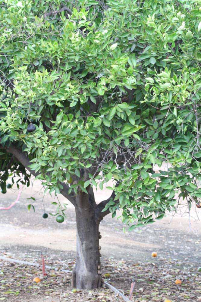            Habit (Riverside, CA)   